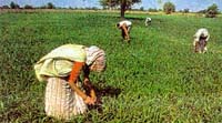 Indian Agriculture